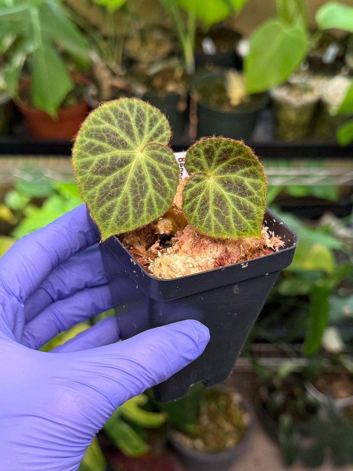 Begonia klemmei
