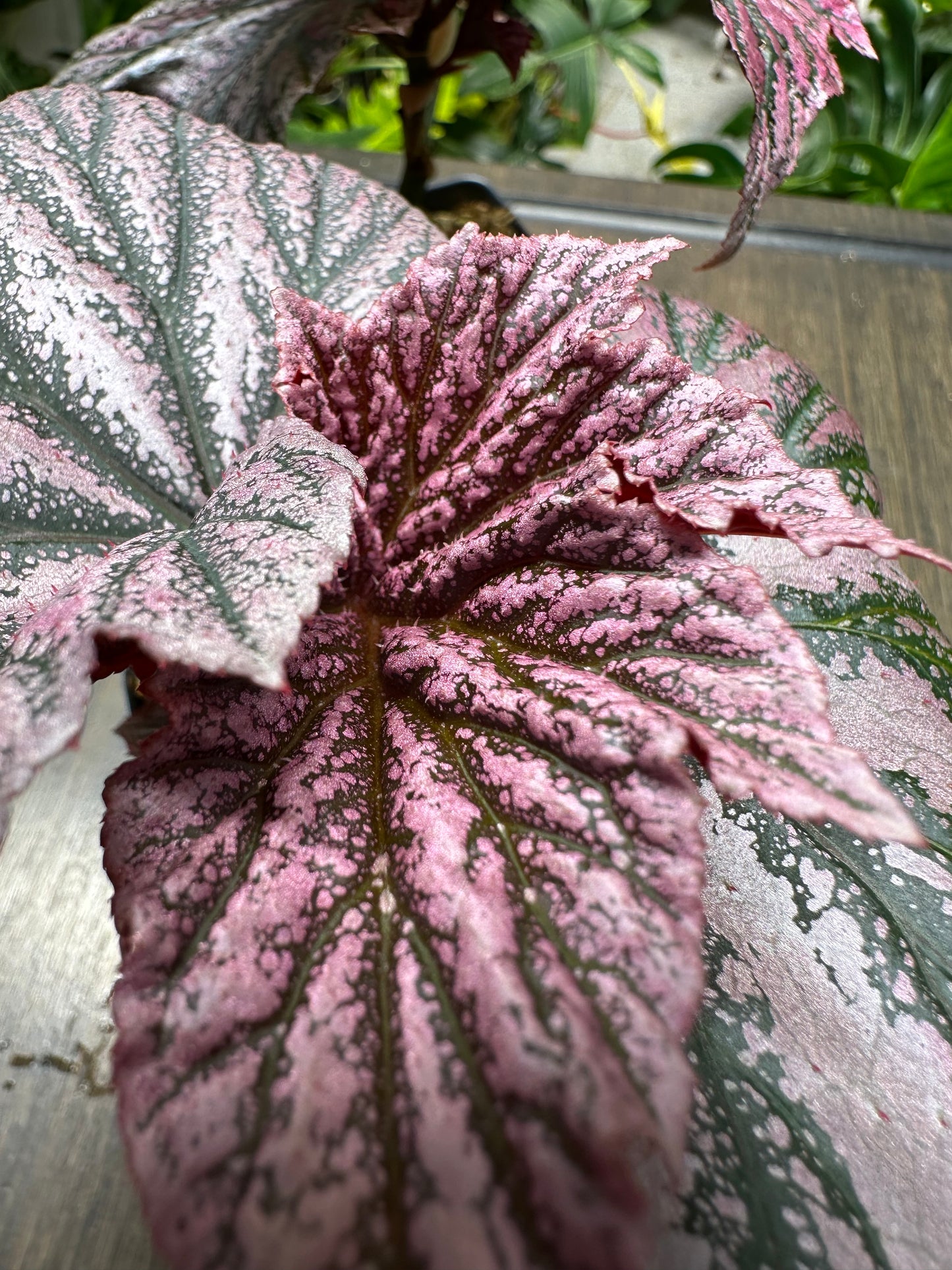 Begonia Pink Minx