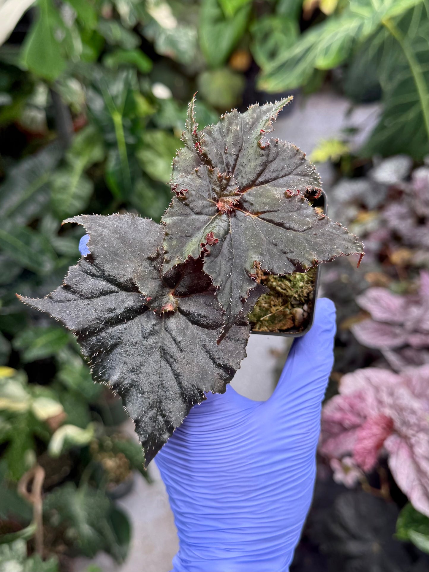 Begonia Florida Hybrid