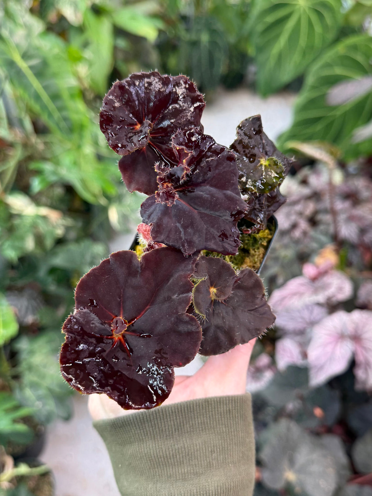 Begonia Angel Glow