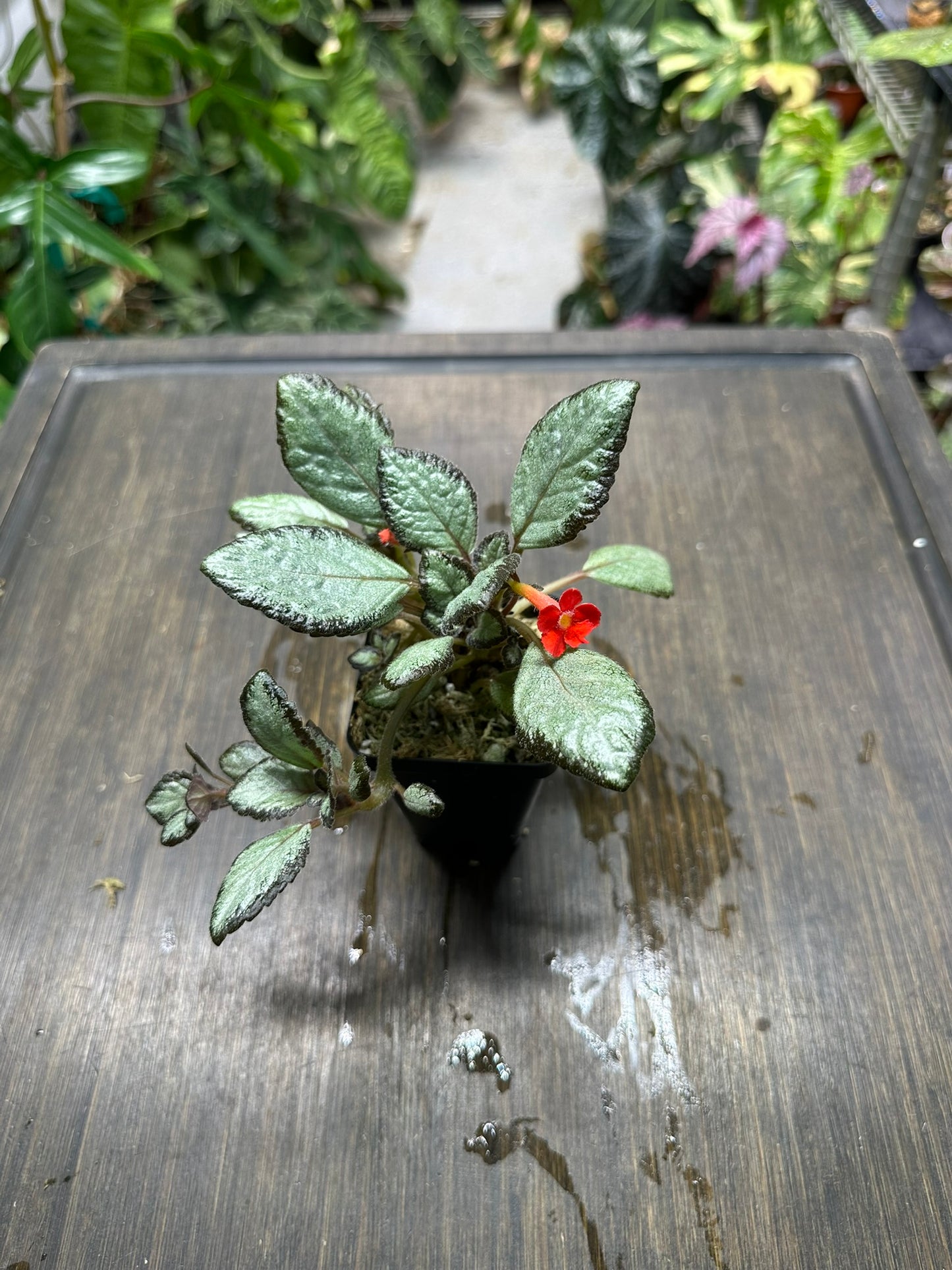 Episcia 'Silver Skies' Houseplant