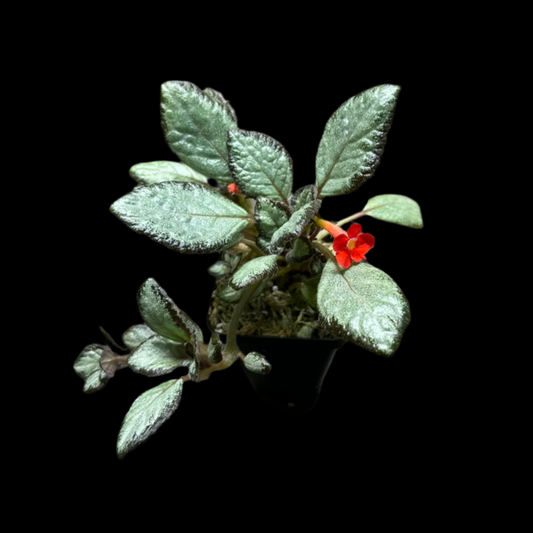 Episcia 'Silver Skies' Houseplant