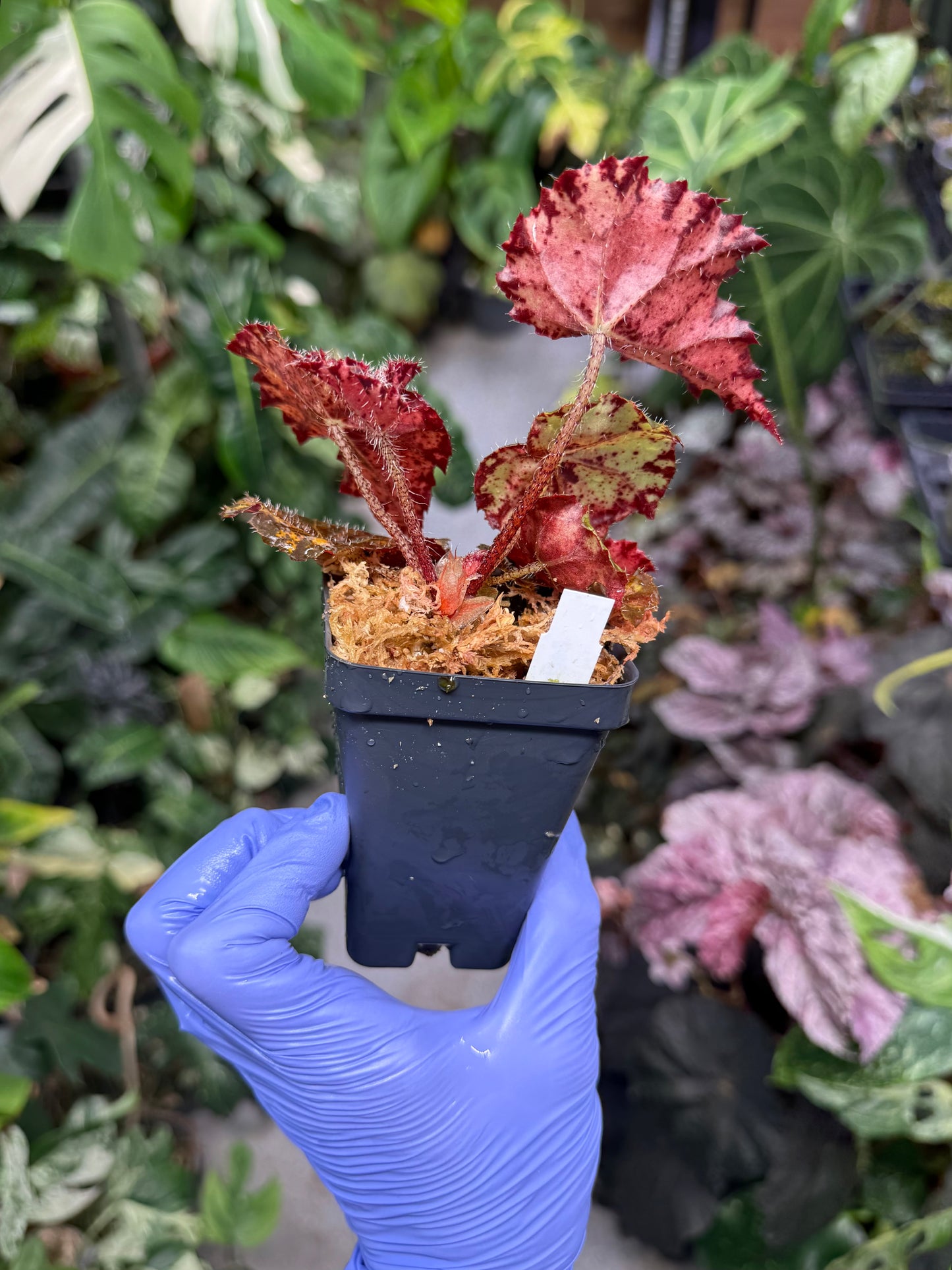 Begonia Fall Fashion