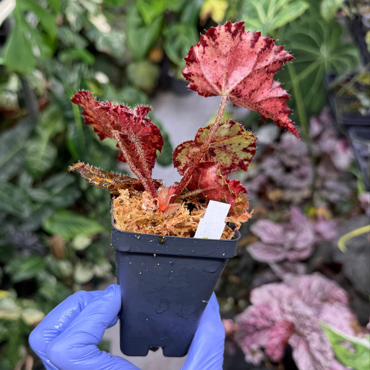 Begonia Fall Fashion