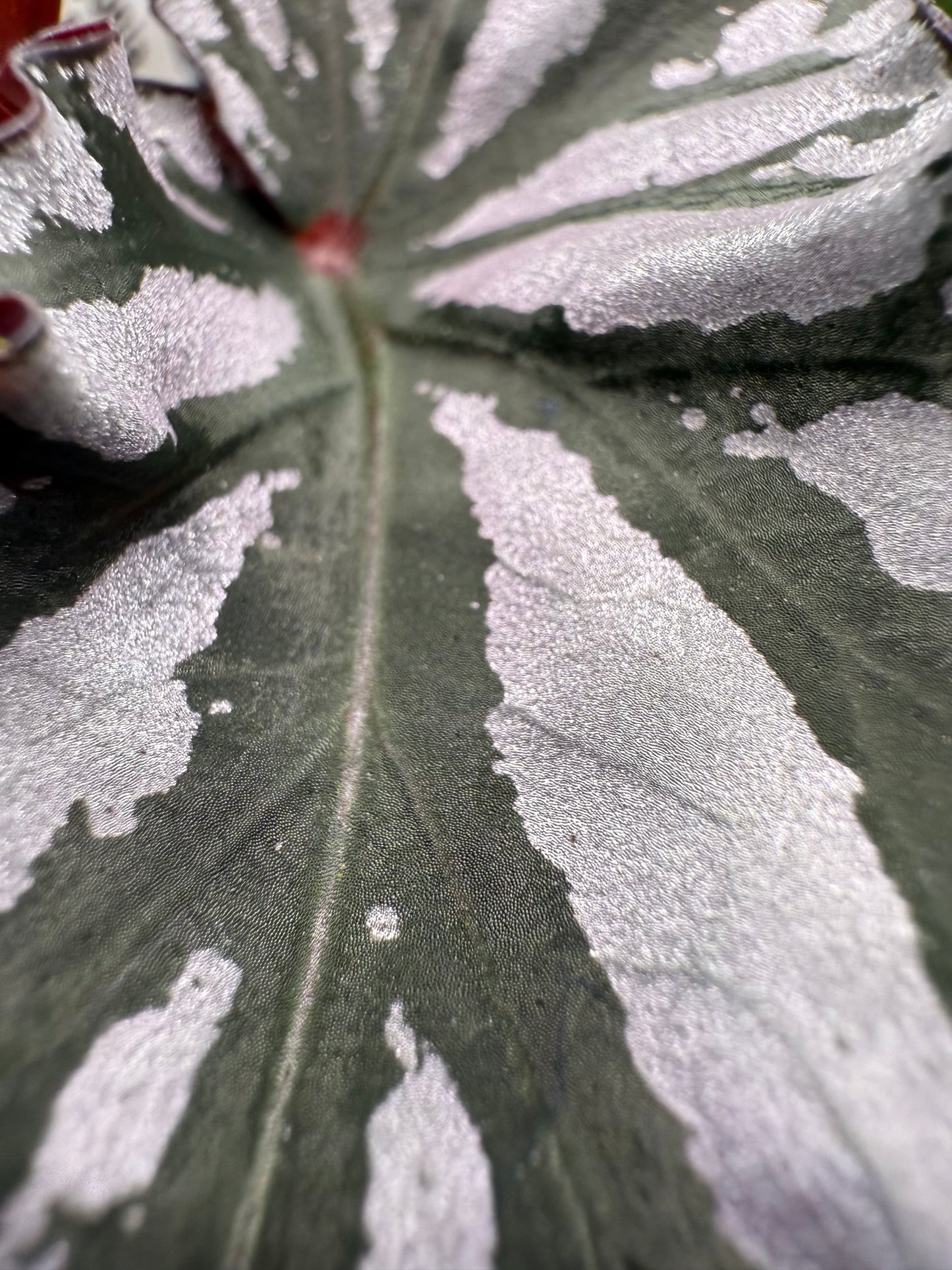 Begonia Guy Savard