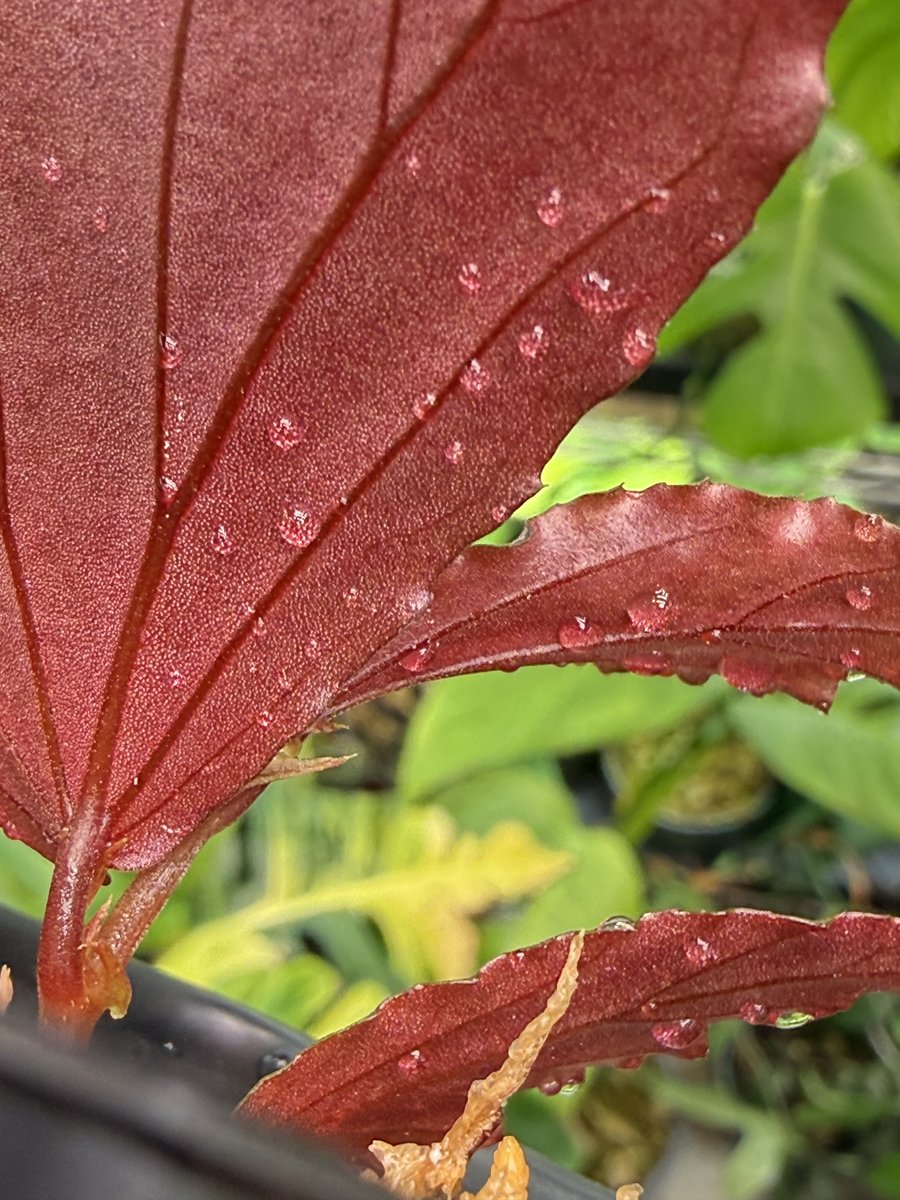 Begonia sp. Julau (Type 1)