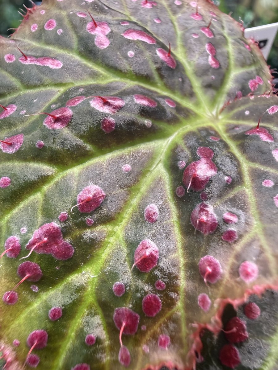 Begonia amphioxus x jiewhoei