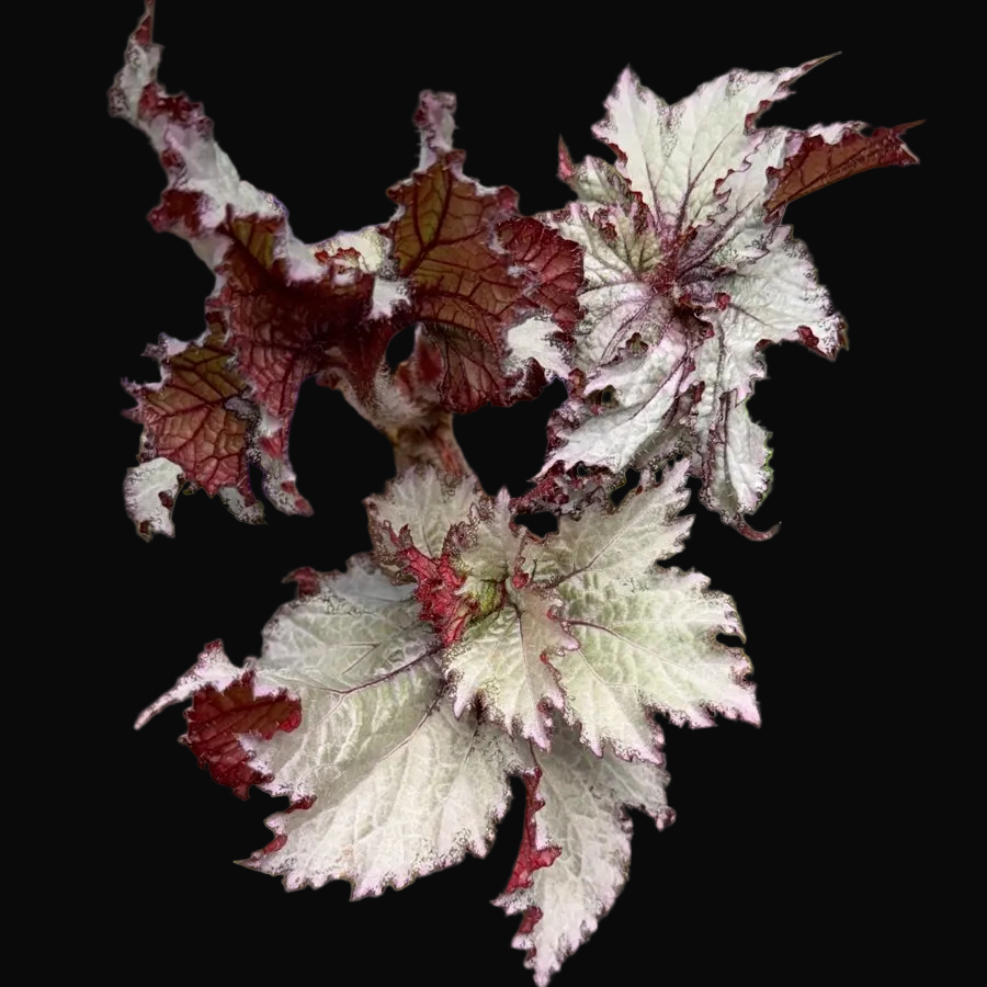 Begonia '50 Shades of Gray'