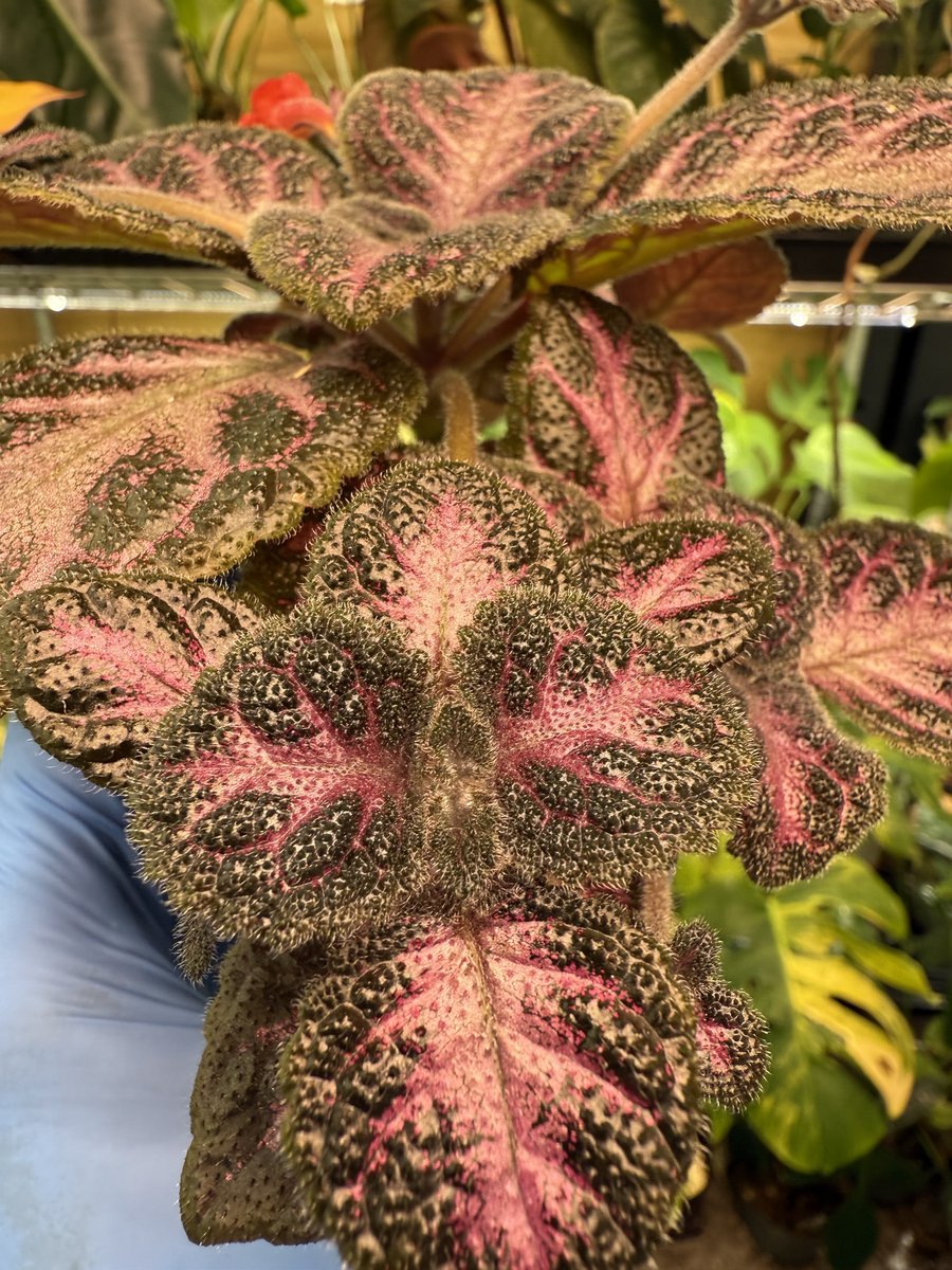 Episcia 'Winterberry'
