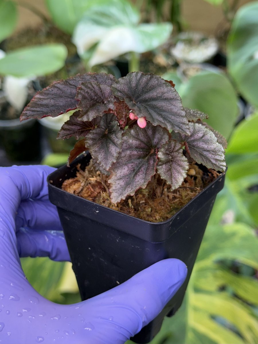 Begonia bartonea hort.