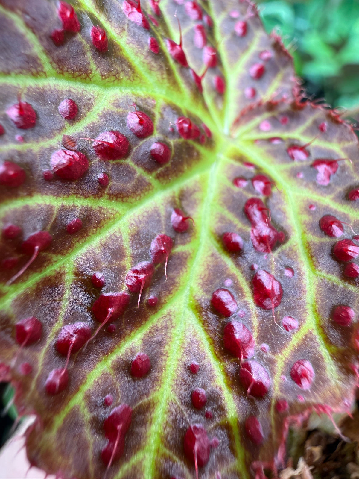 Begonia amphioxus x jiewhoei