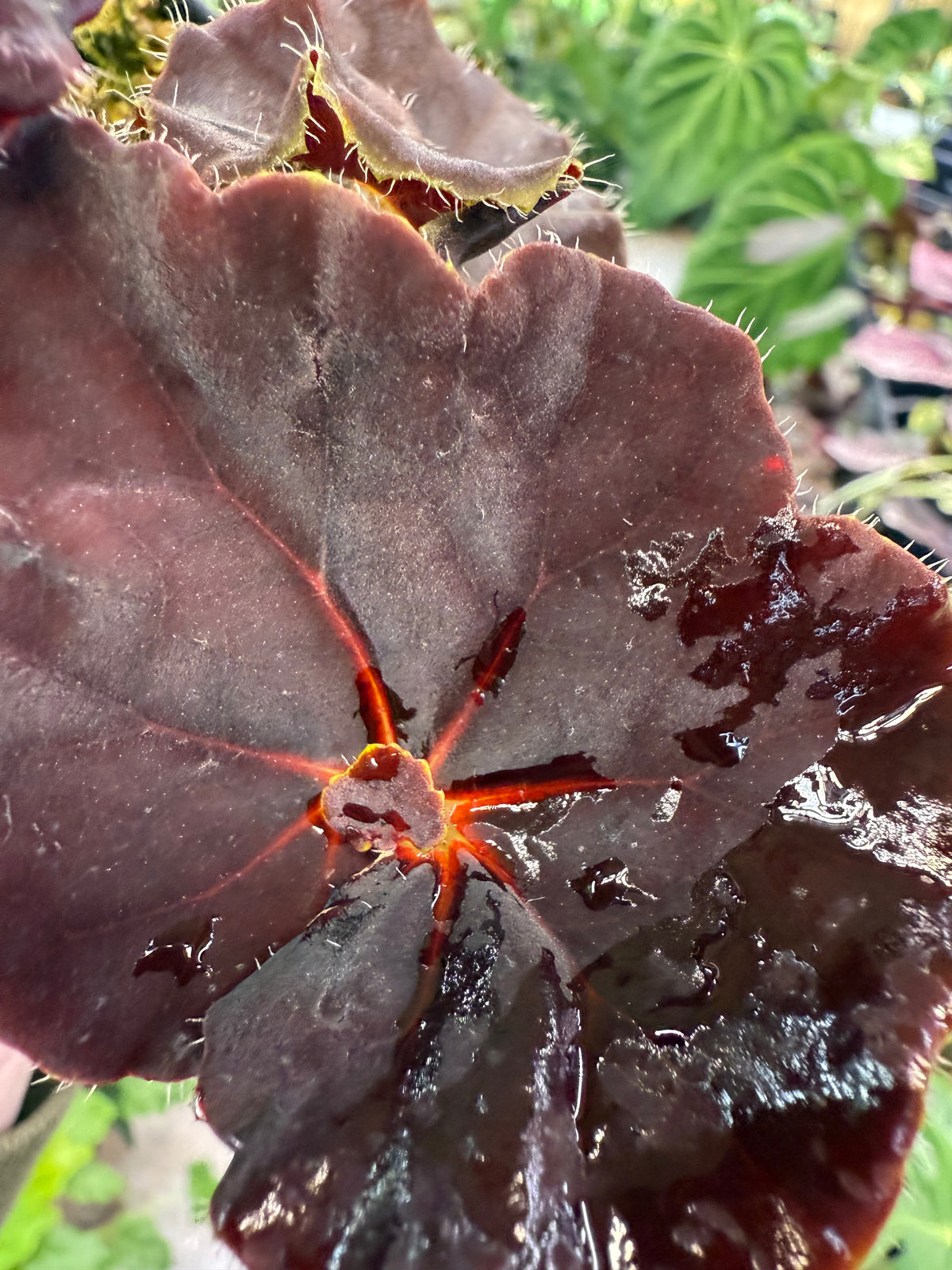 Begonia Angel Glow