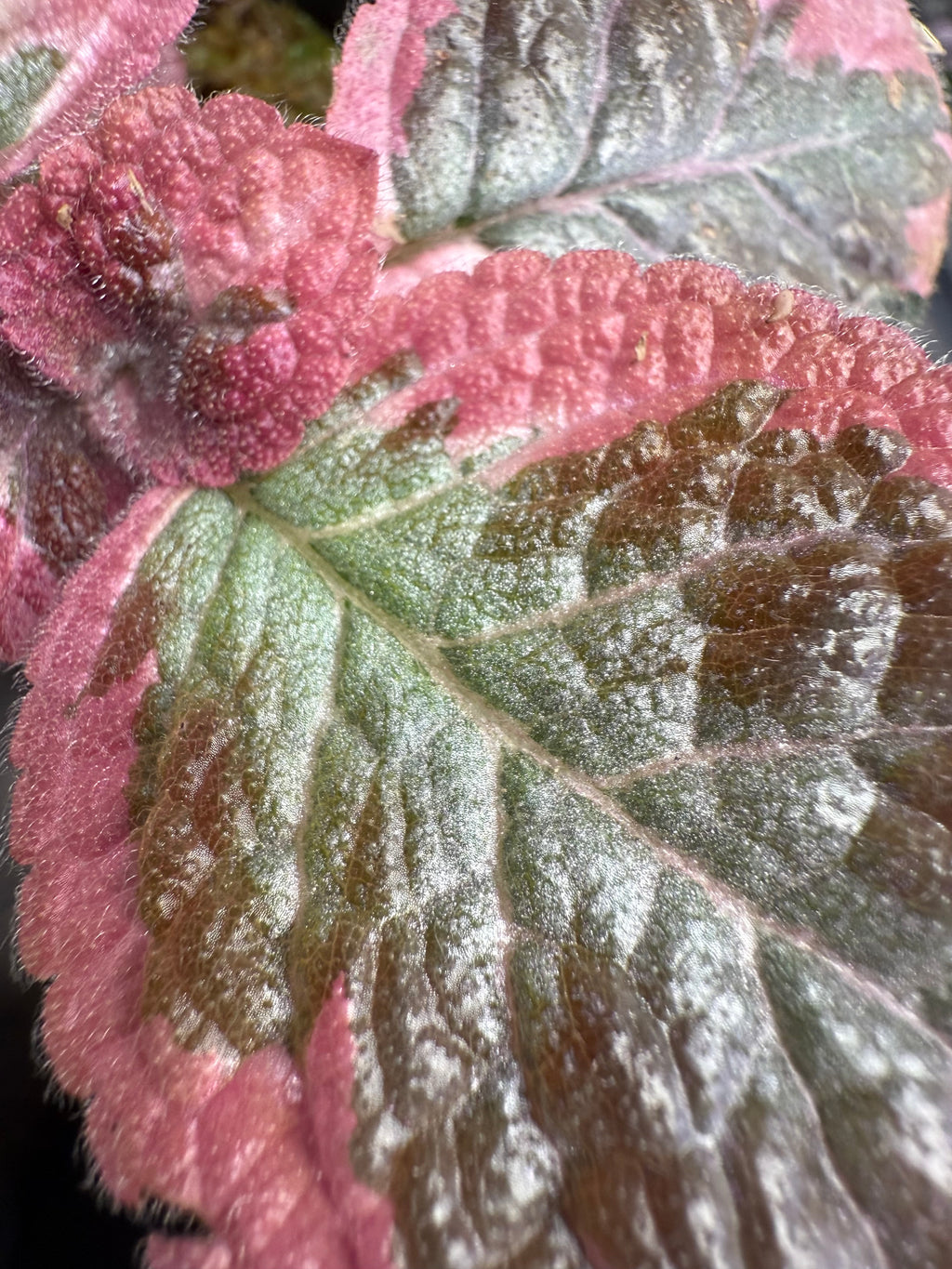 Episcia ‘Cleopatra’