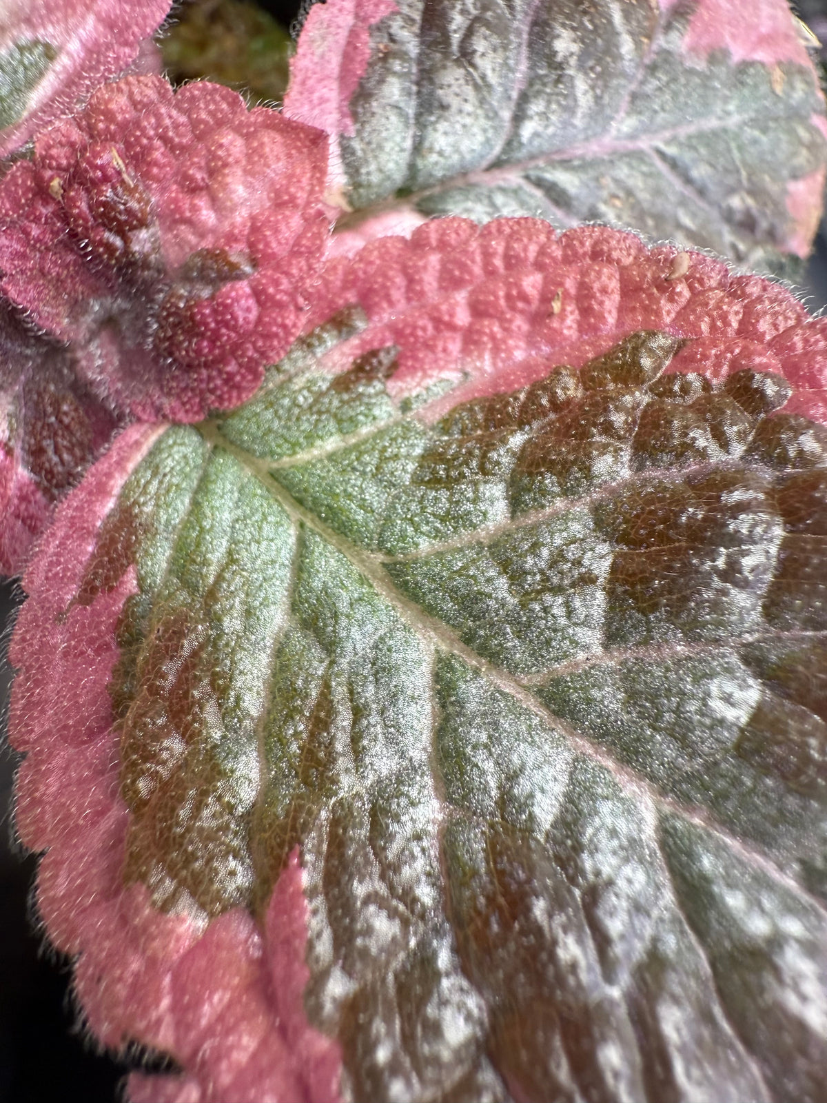 Episcia ‘Cleopatra’