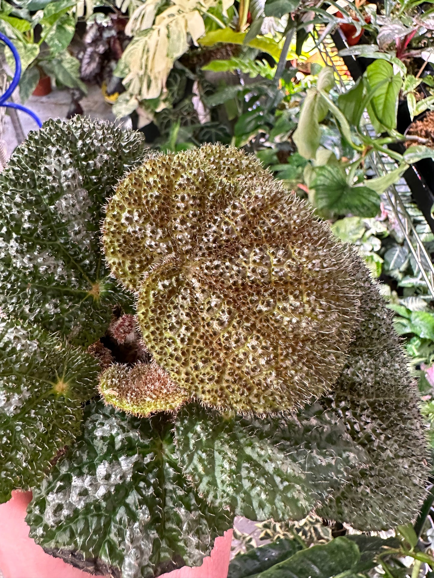 Begonia Steve's Leaves Drops of Jupiter