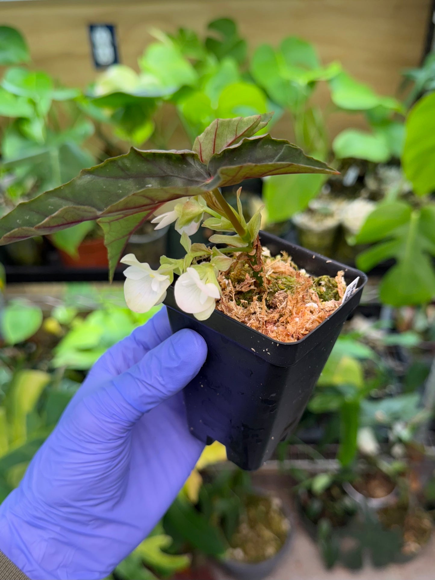 Begonia Lubbergei