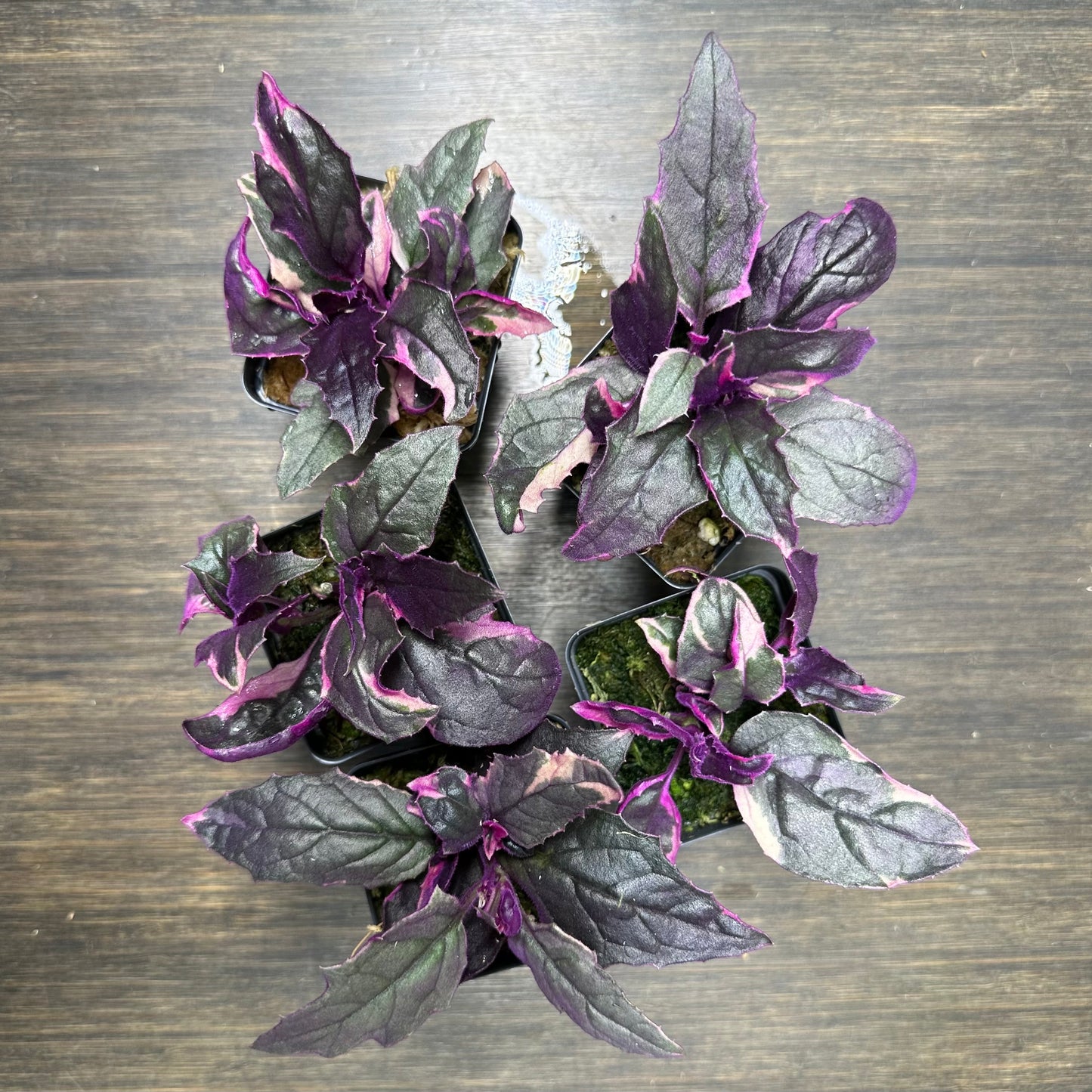 Variegated Purple Passion Plant | Gynura Aurantiaca