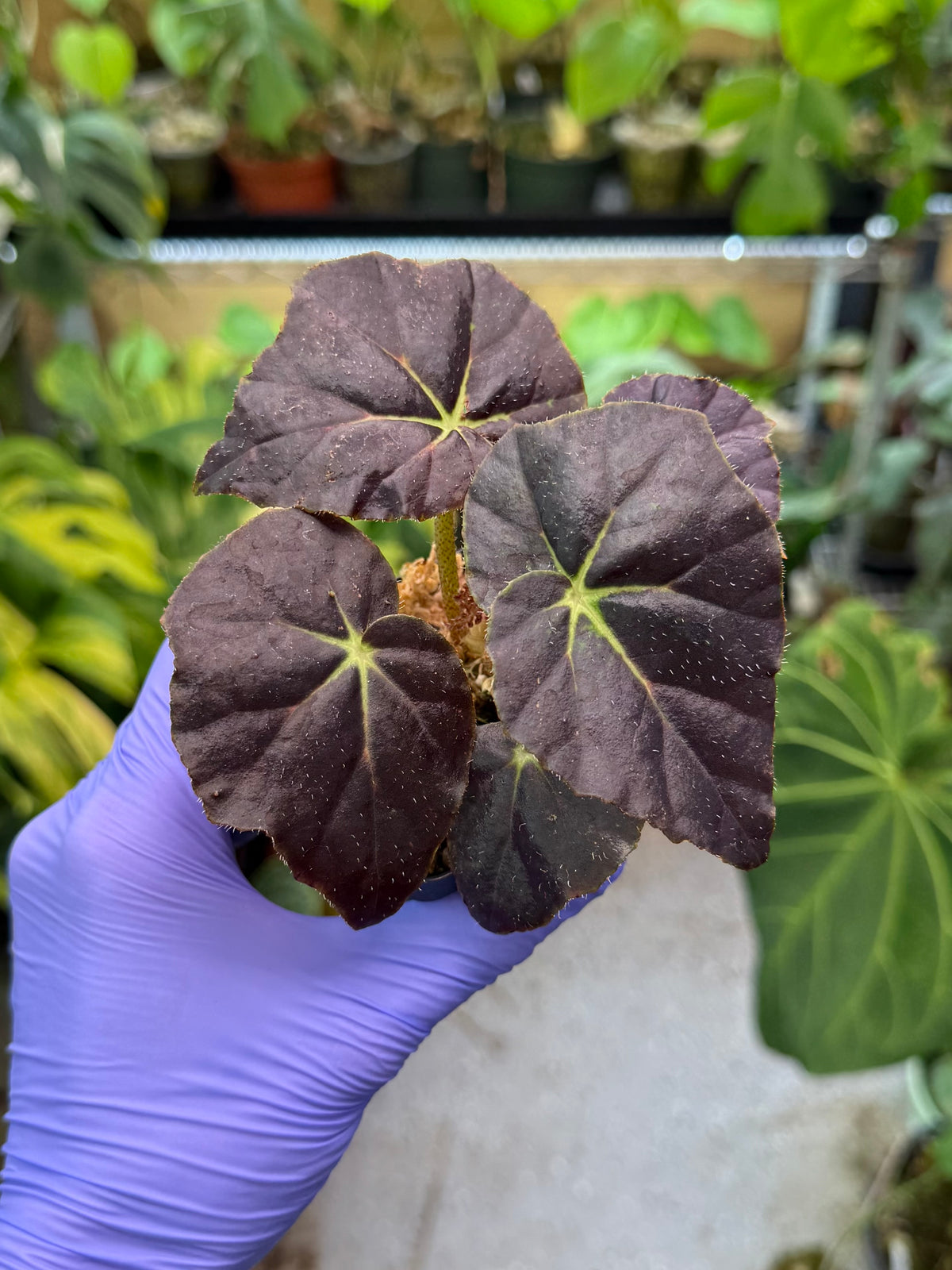 Begonia Aces High