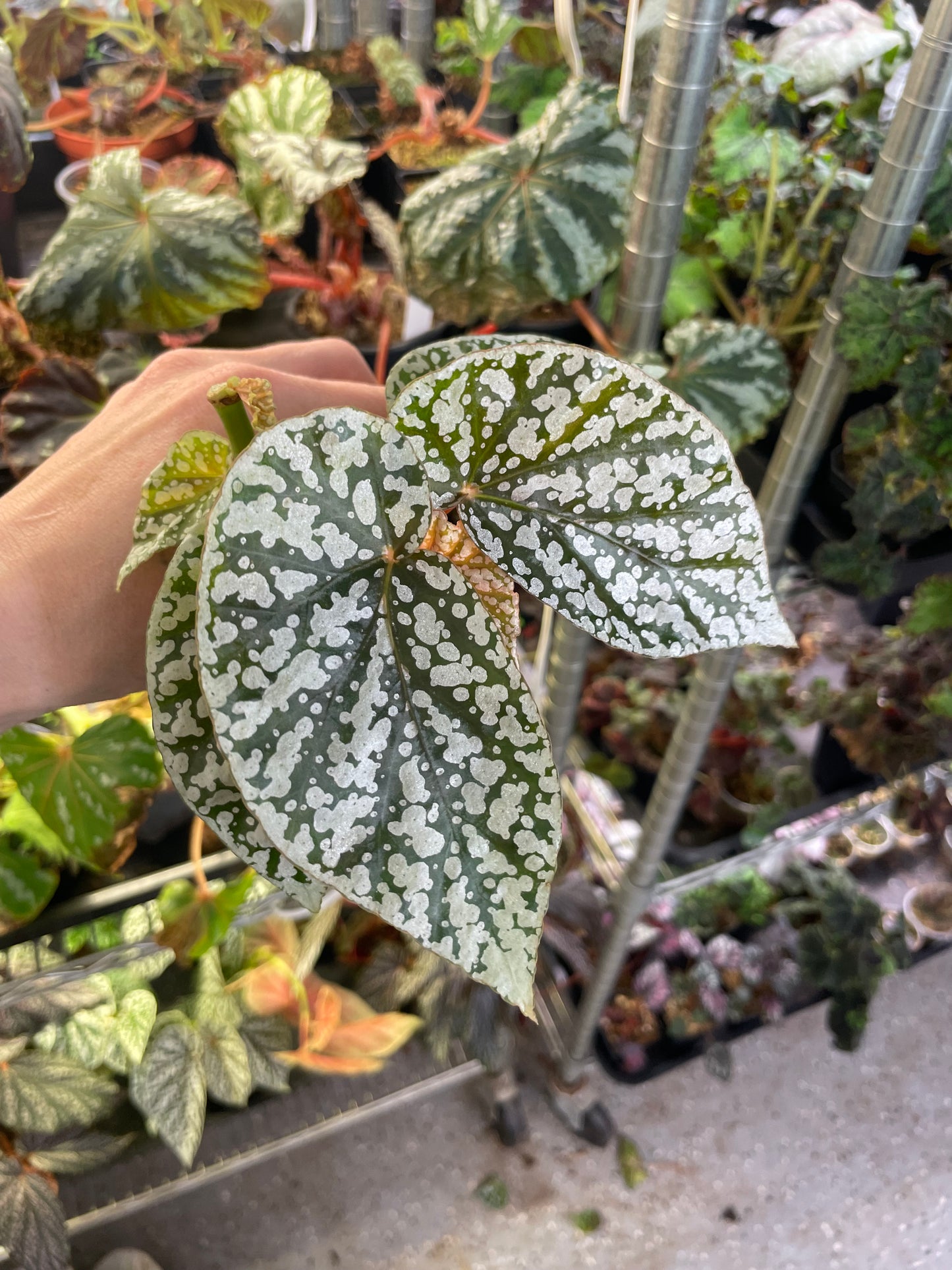 Begonia Snow Capped