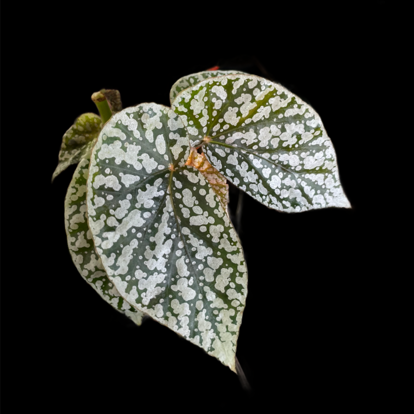 Begonia Snow Capped