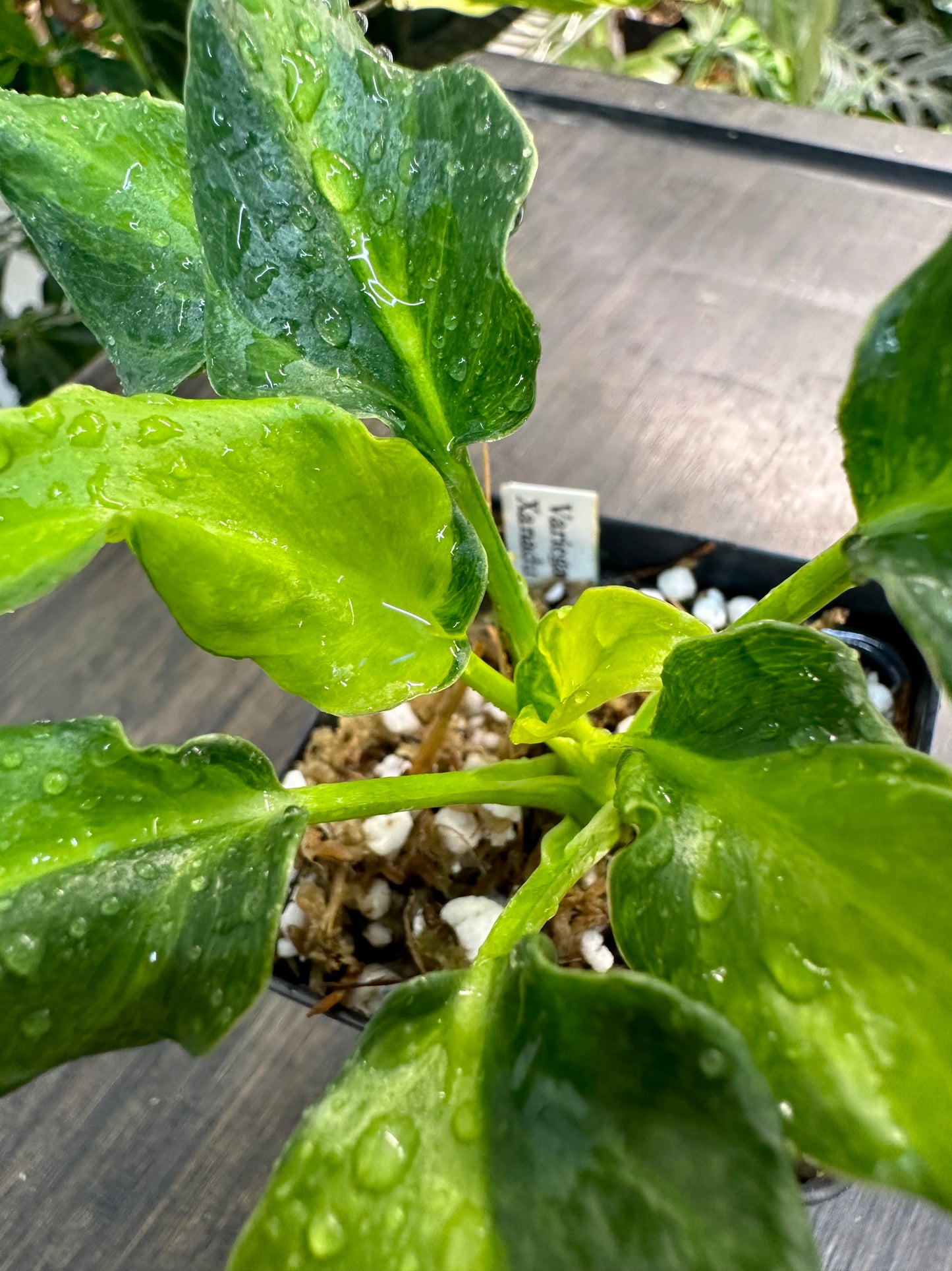 Philodendron xanadu variegata