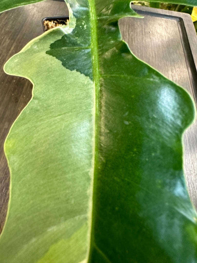 PURGE Philodendron Golden Dragon Variegated