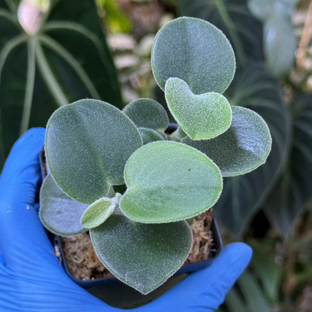 Peperomia incana