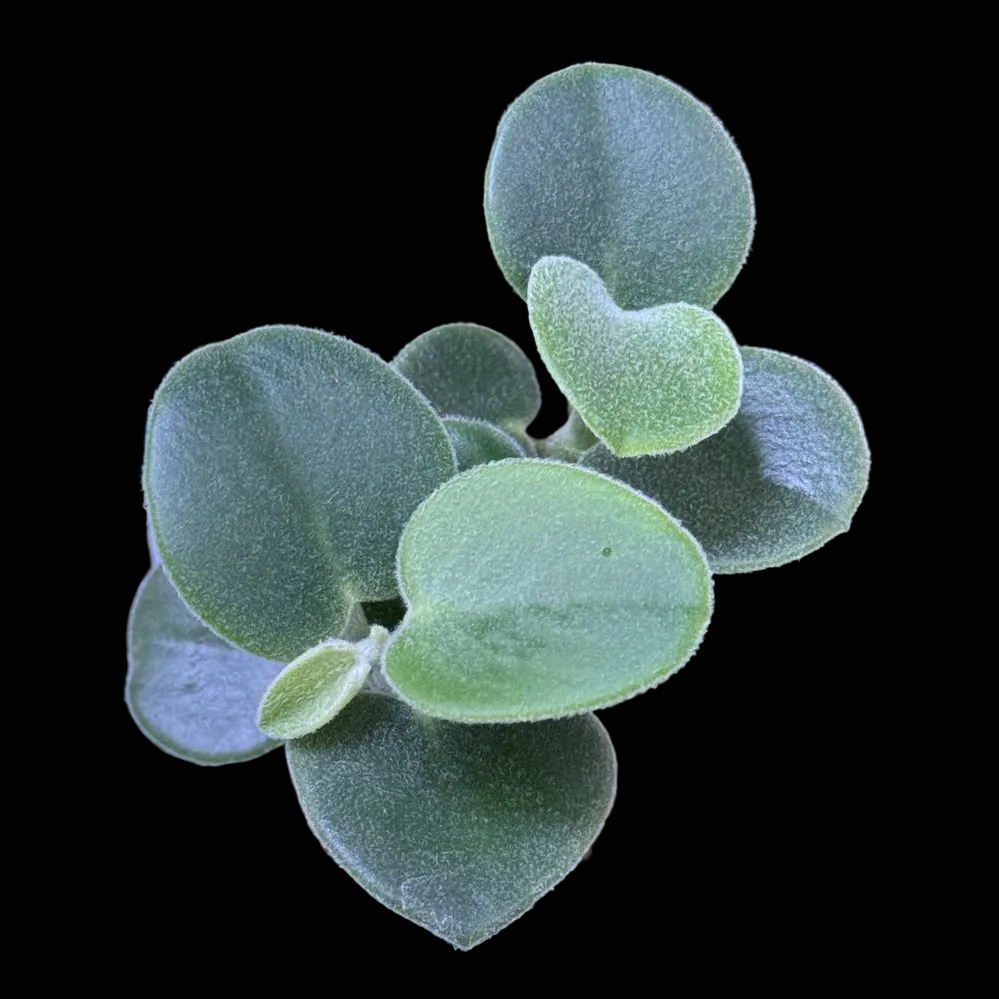 Peperomia incana