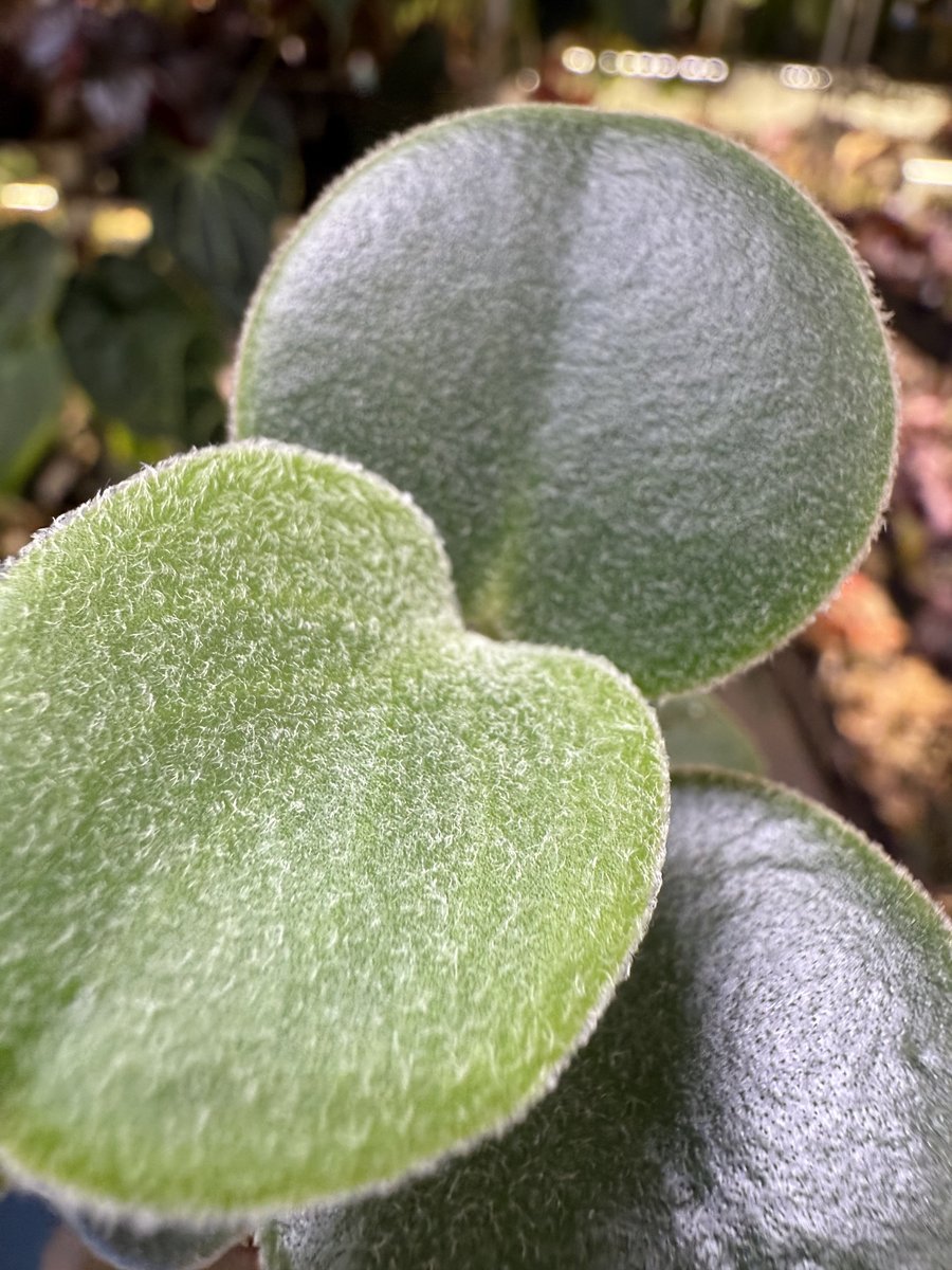 Peperomia incana