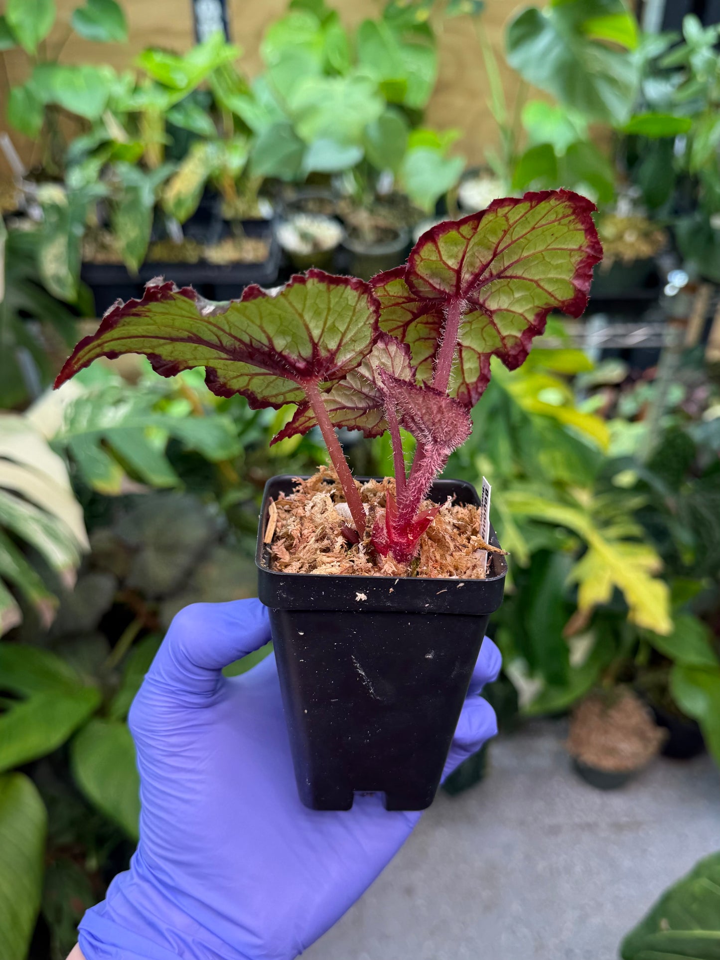 Begonia Bostella
