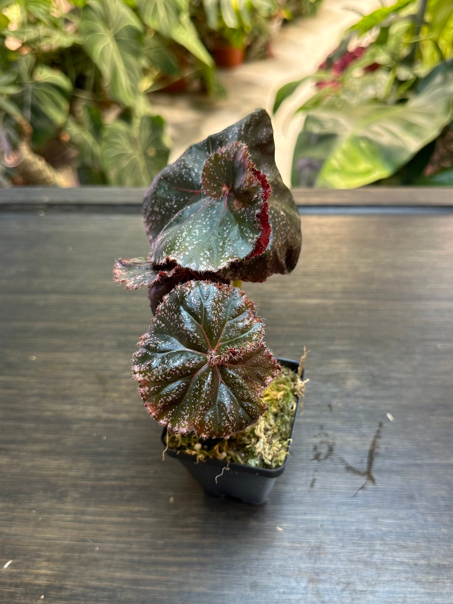 Begonia Jelly Roll Morton