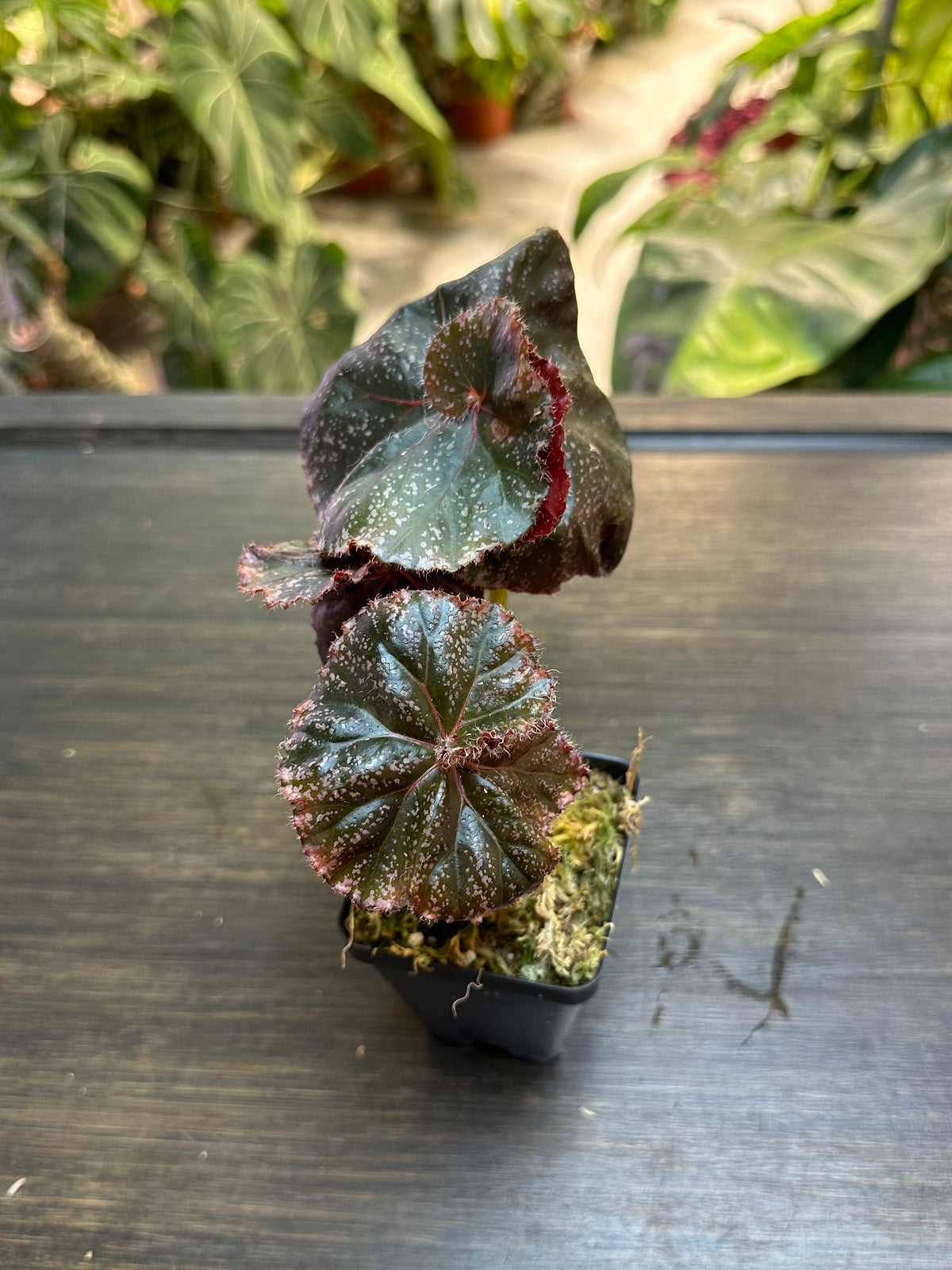 Begonia Jelly Roll Morton