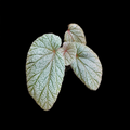 Begonia Sinbad