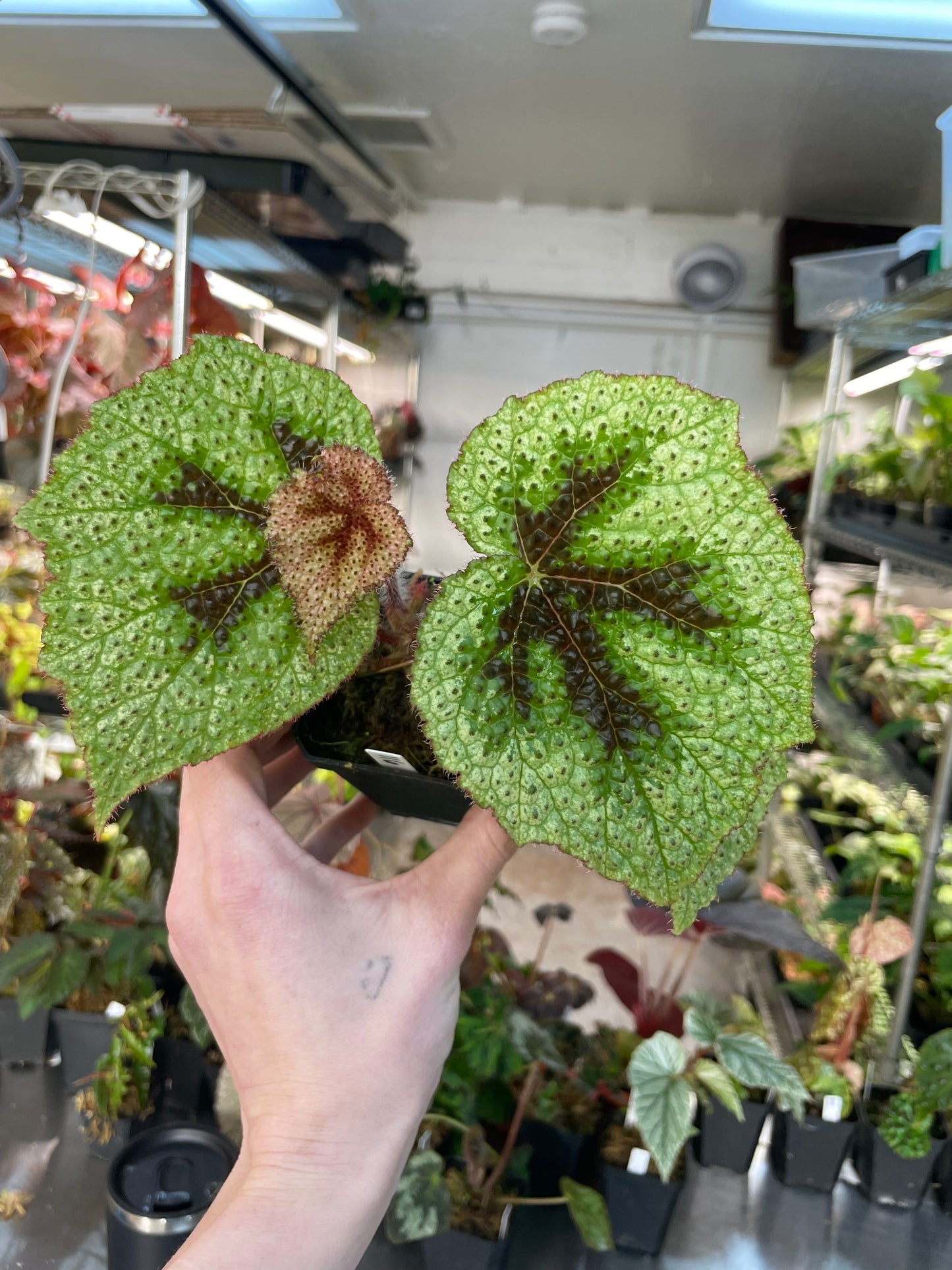 Begonia Masoniana Tricolor