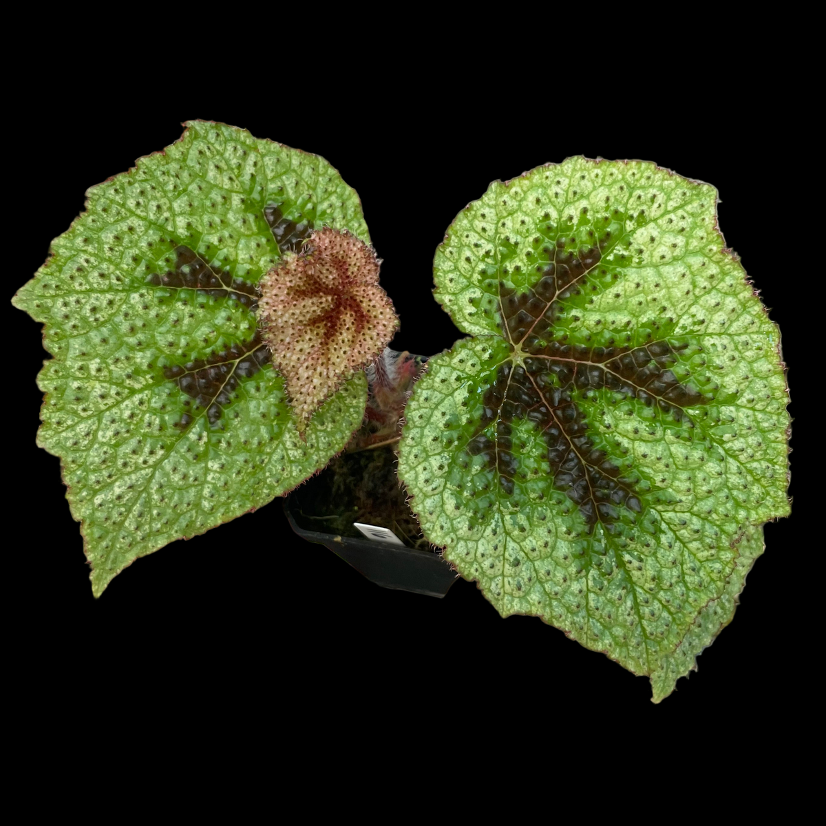 Begonia Masoniana Tricolor showing variegated leaves with iron cross pattern and cream colored margins
