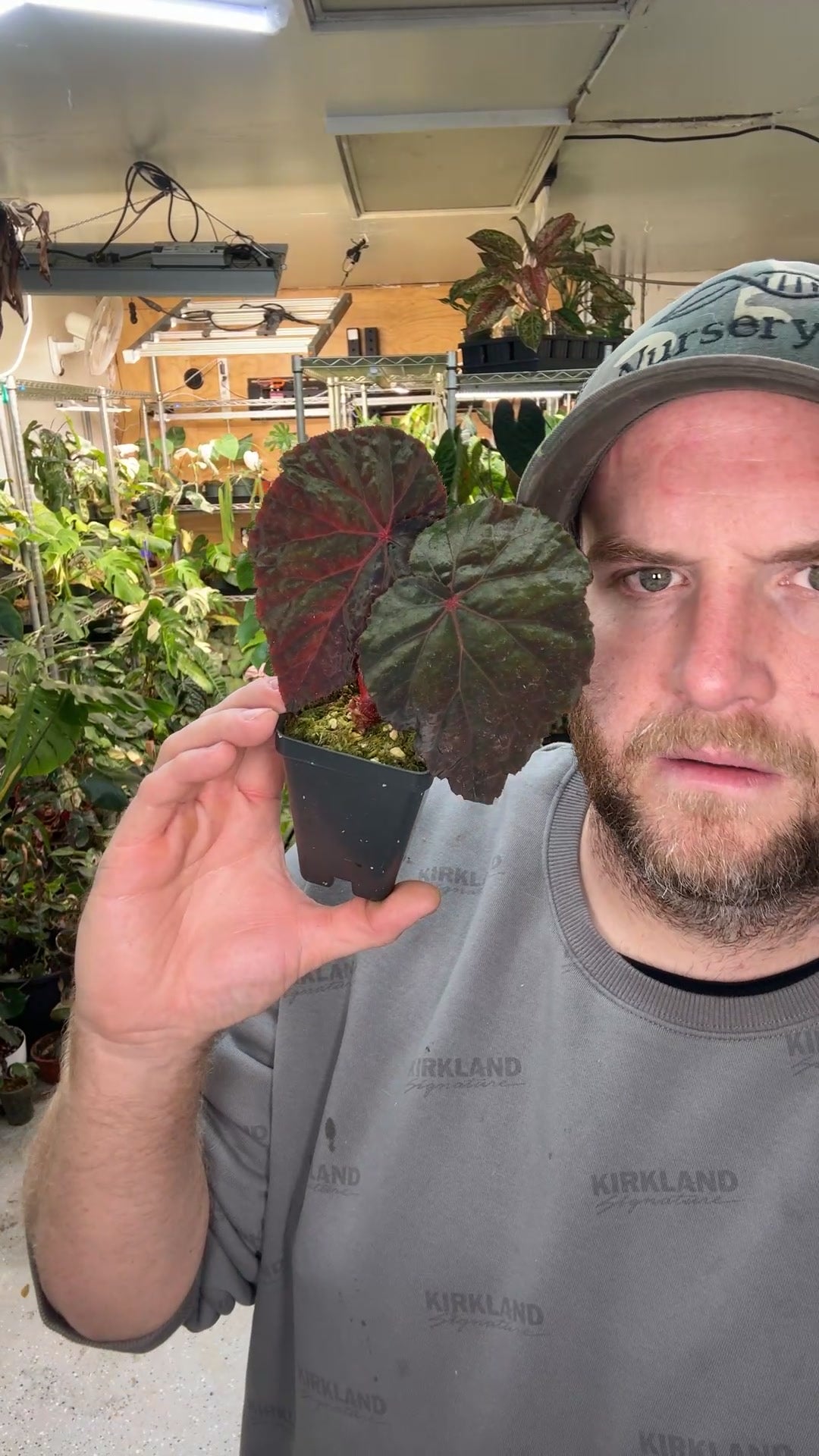 Begonia Taconite