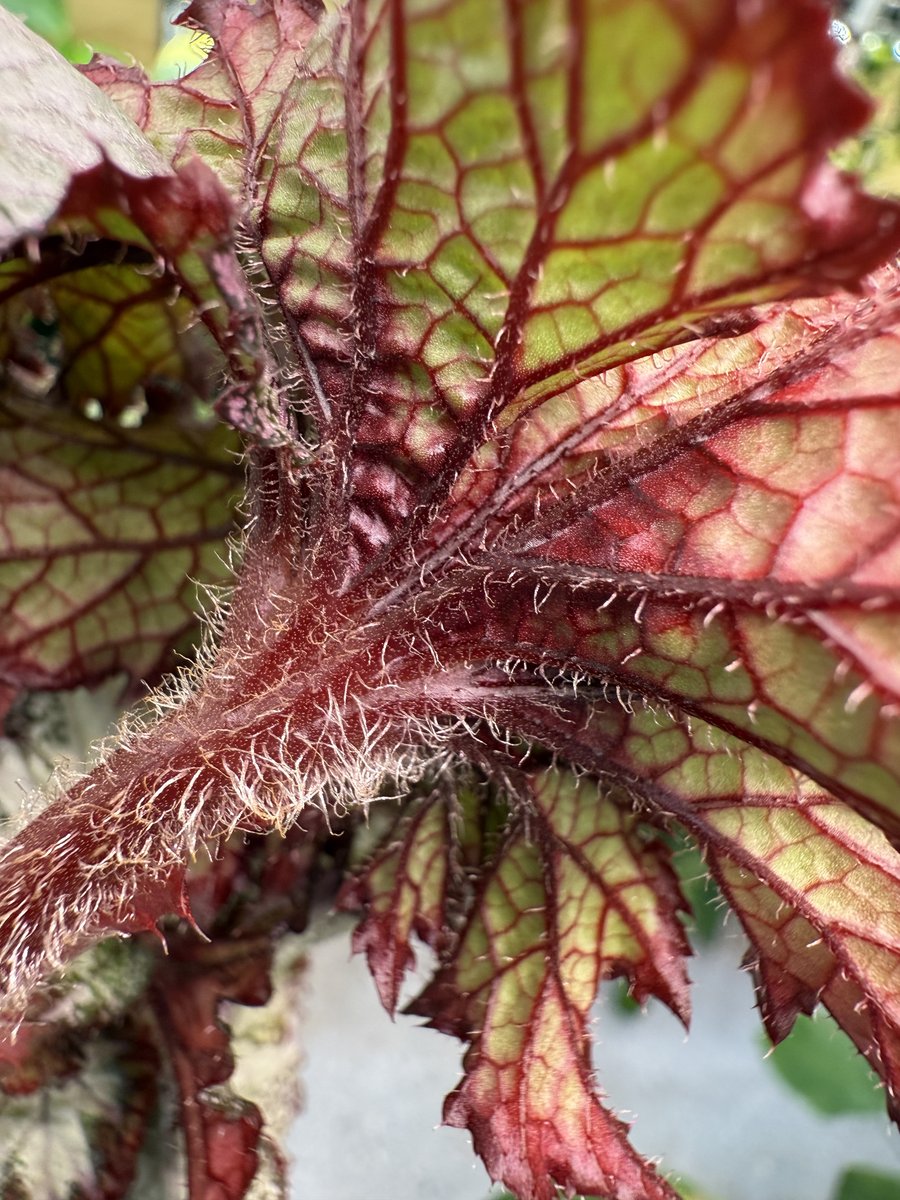 Begonia '50 Shades of Gray'