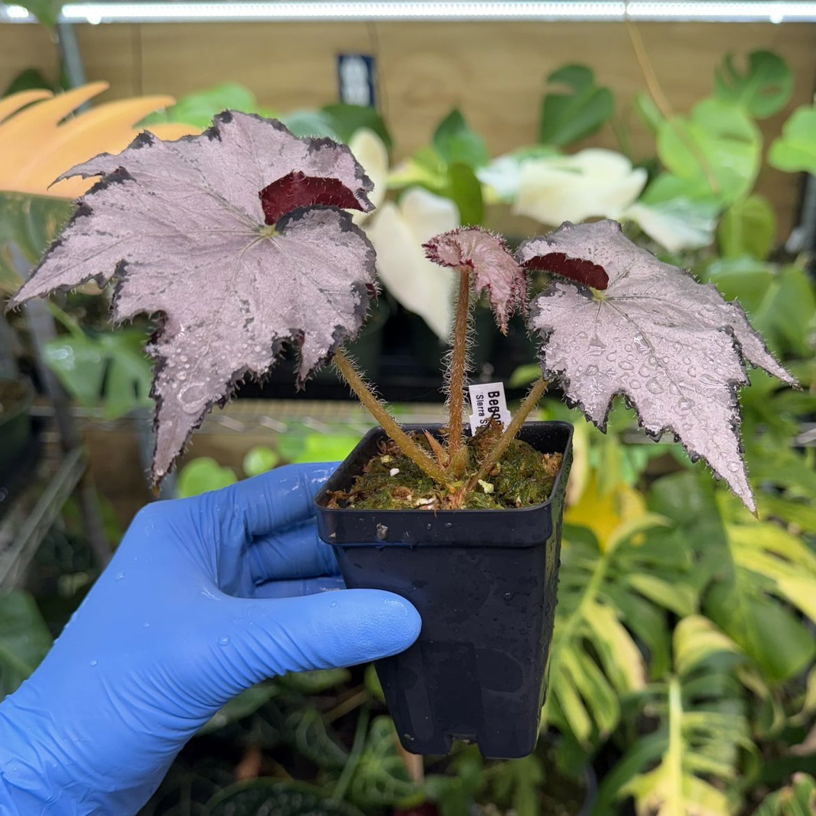 Begonia Sierra Silver Mist