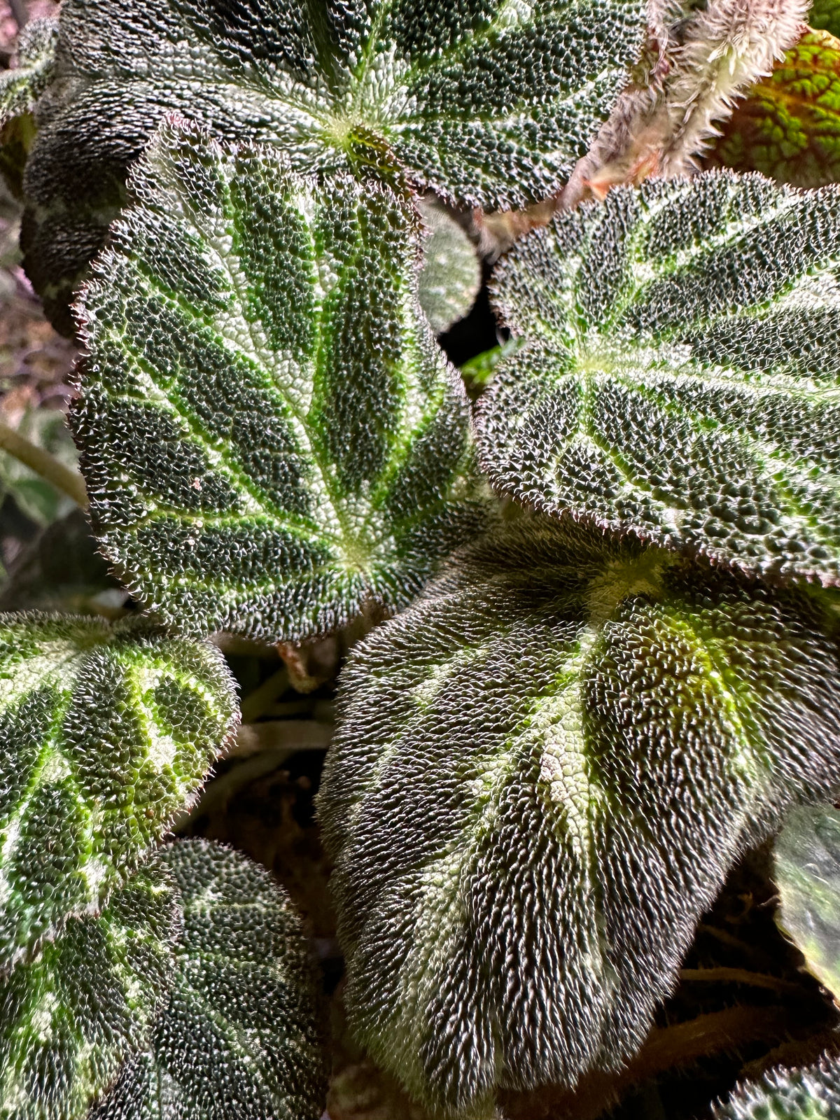 Begonia aff. 'Emerald Jewel'