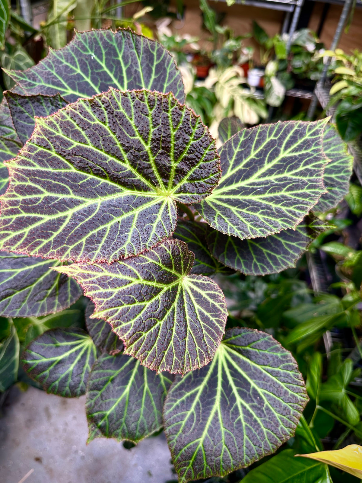 Begonia Chloroneura
