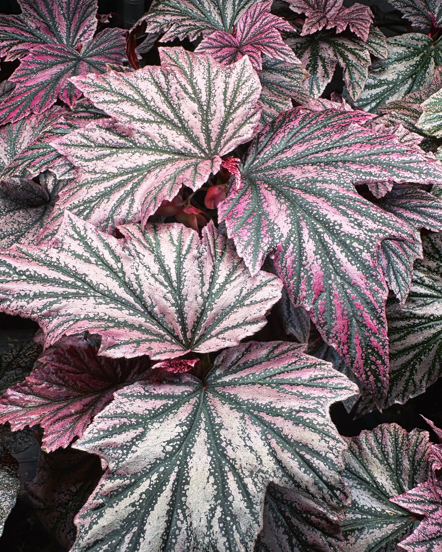 Begonia Pink Minx