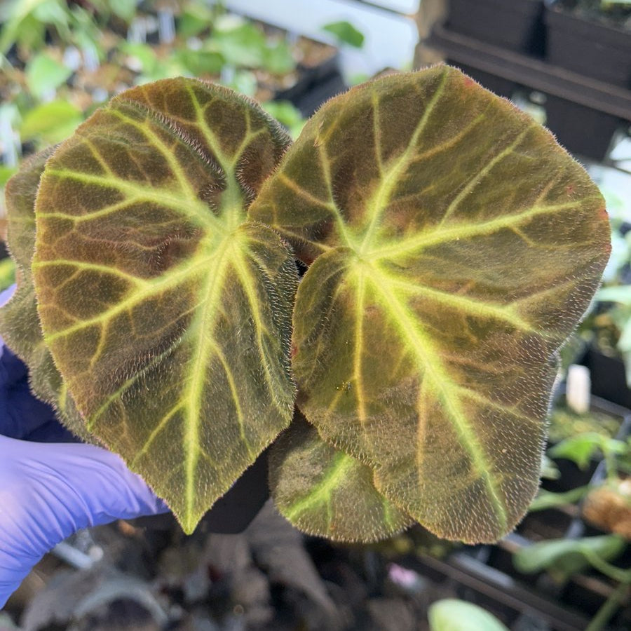 Begonia Caravan