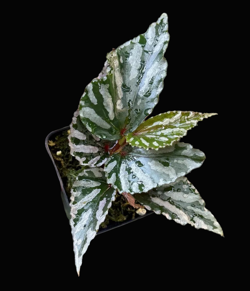 Begonia sp. Julau (Type 1)