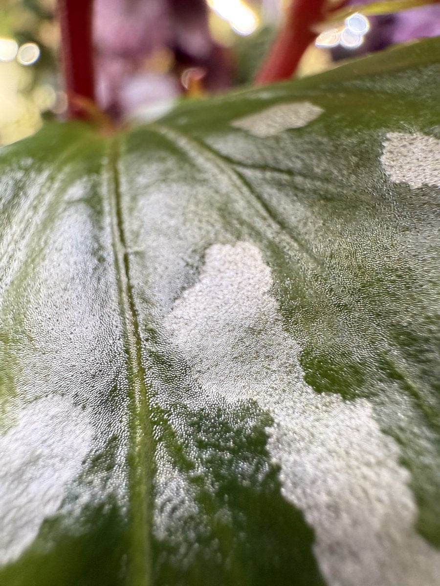 Begonia sp. Julau (Type 1)