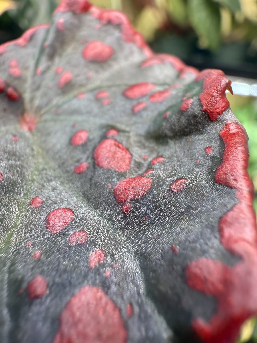 Begonia darthvaderiana x negrosensis