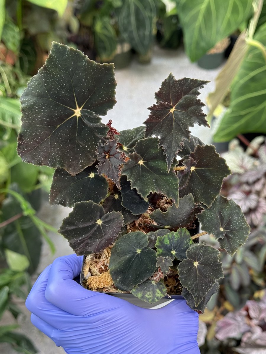 Begonia 'Black Velvet'