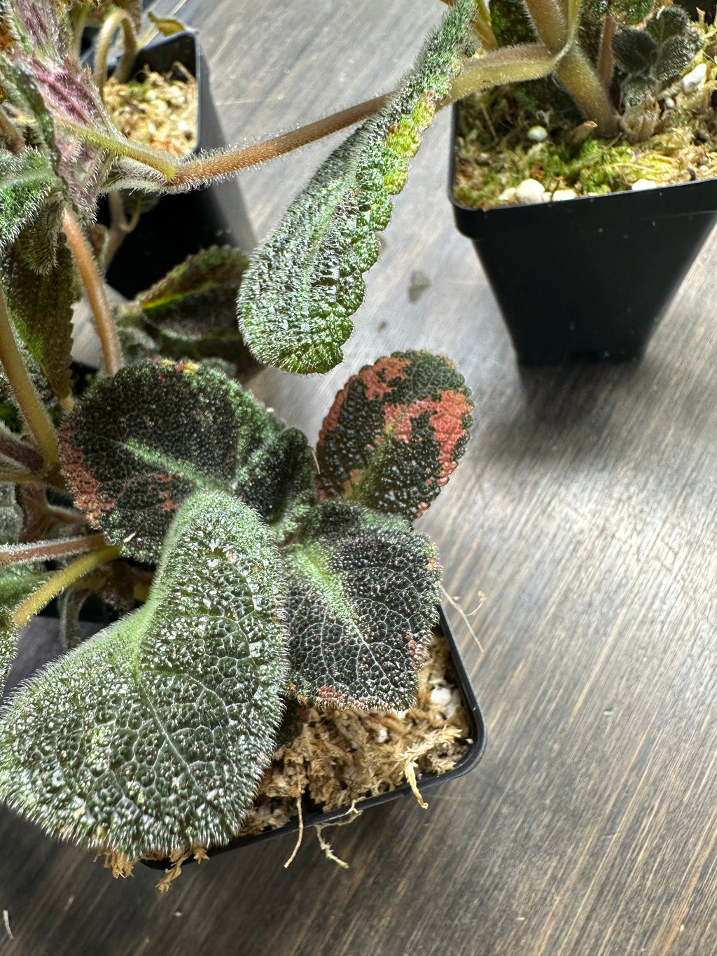 Episcia 'Emerald Velvet'