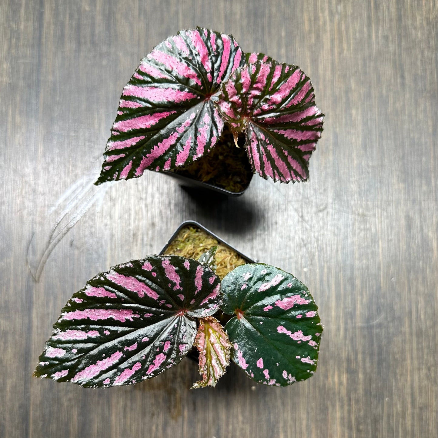 Begonia Brevirmosa