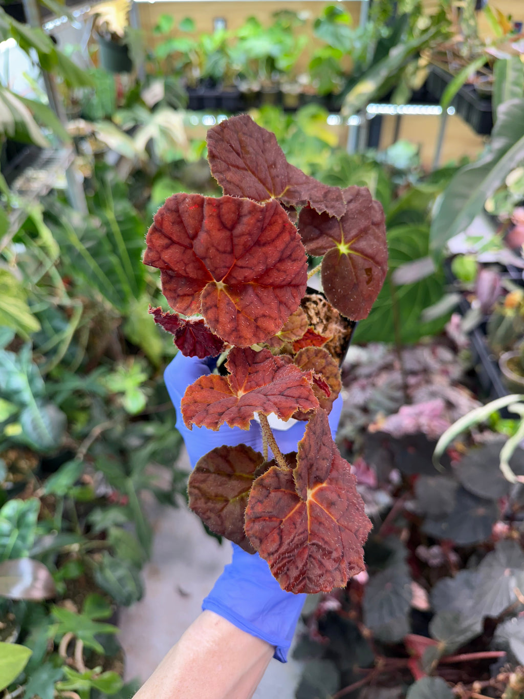 Begonia Autumn Ember