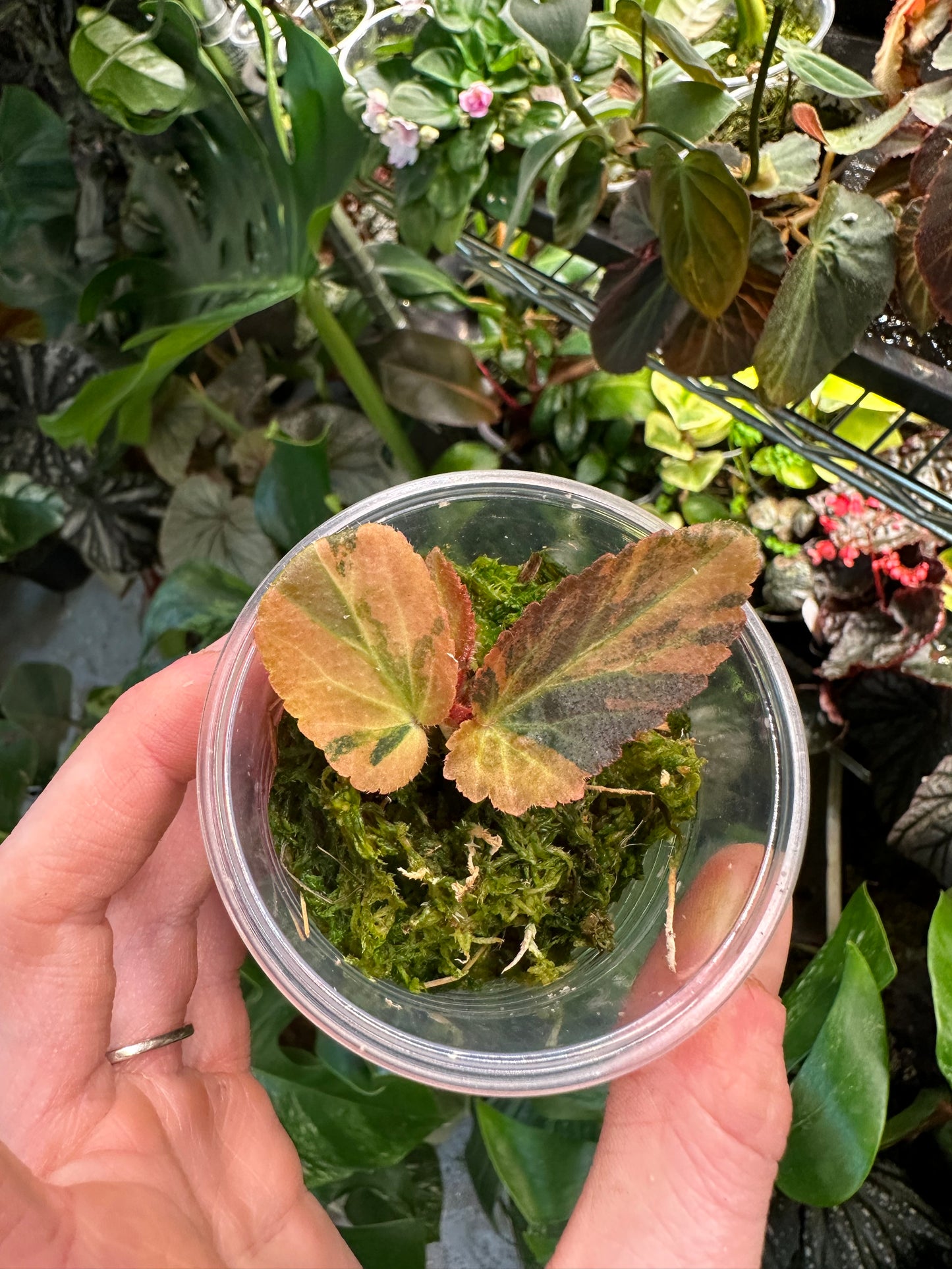 Variegated Begonia Withlacoochee